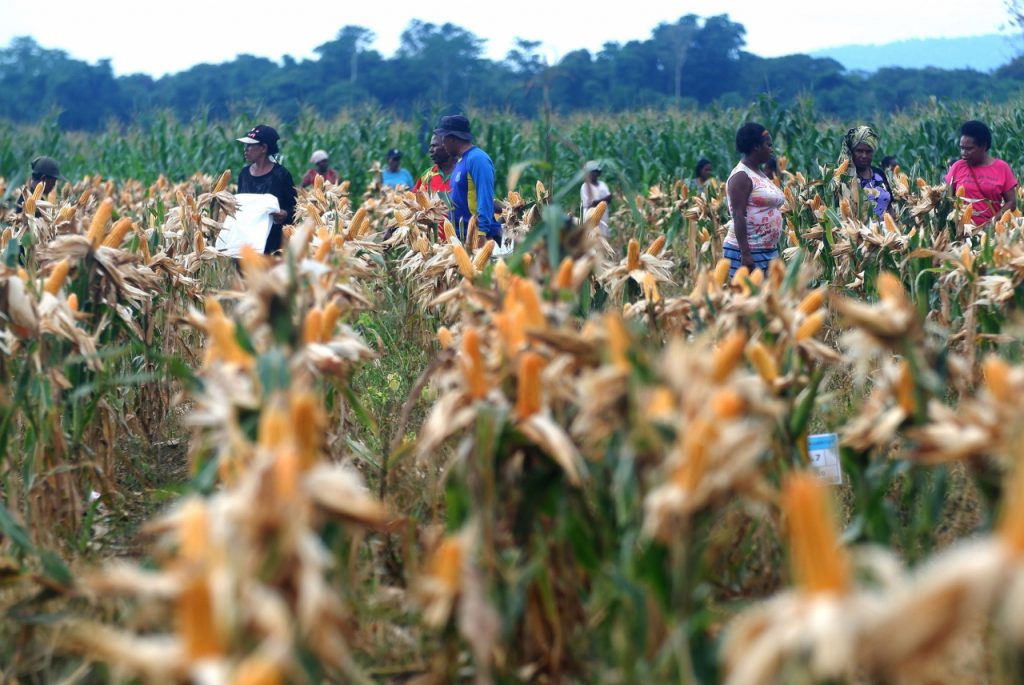 People walking through a field of ripe maize