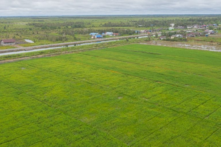 Green rice fields stretching toward a village and road on flat land