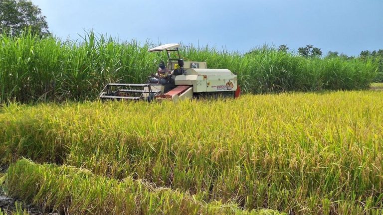 Papua Movement digital connectivity supporting smart farming and agricultural technology