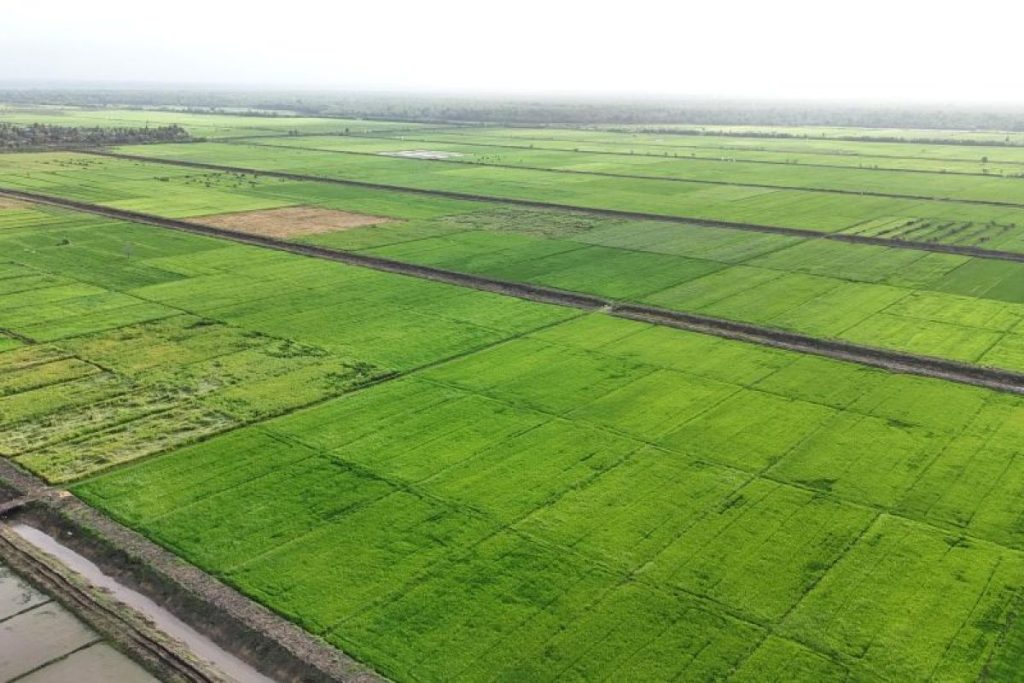Connecting rural farmers to regional logistics and consumer markets in Papua