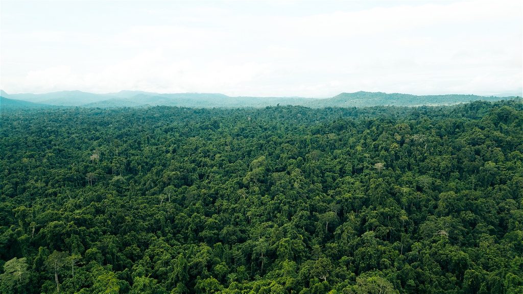 Community participation and customary land protection initiatives in Papua