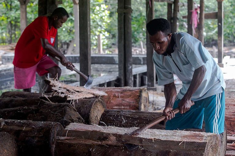 Local Papuan farmer harvesting traditional sago in rural forest