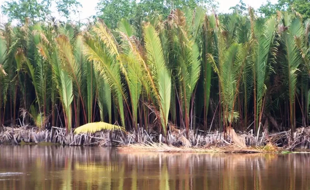 Palm trees lining a riverbank, reflected in brown river water