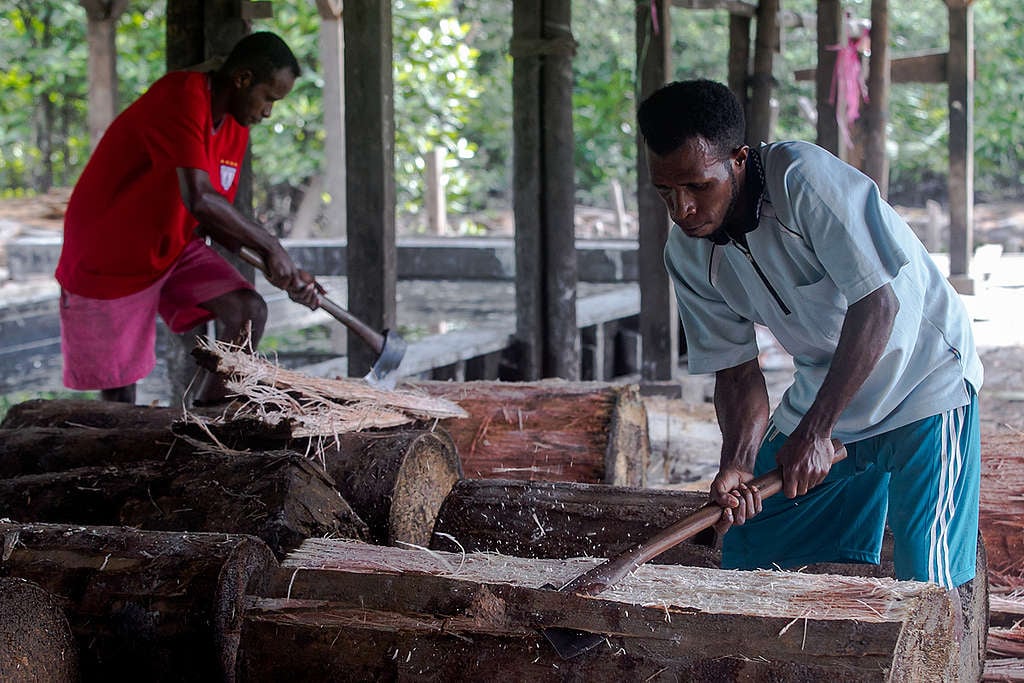 Local Papuan farmer harvesting traditional sago in rural forest
