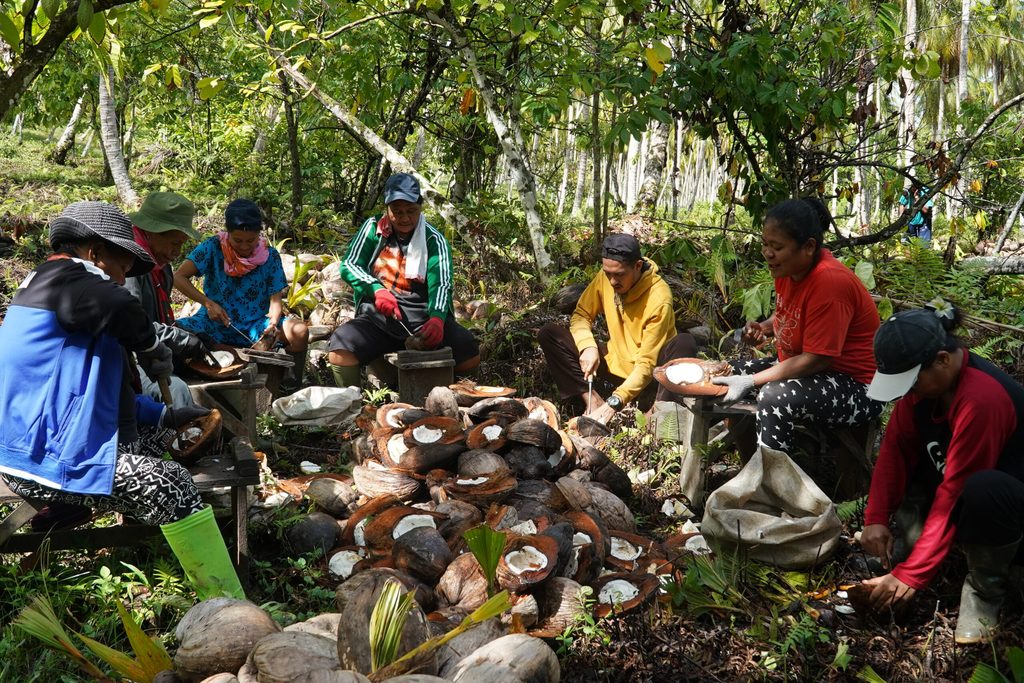 Farmers splitting coconuts in a coconut grove.