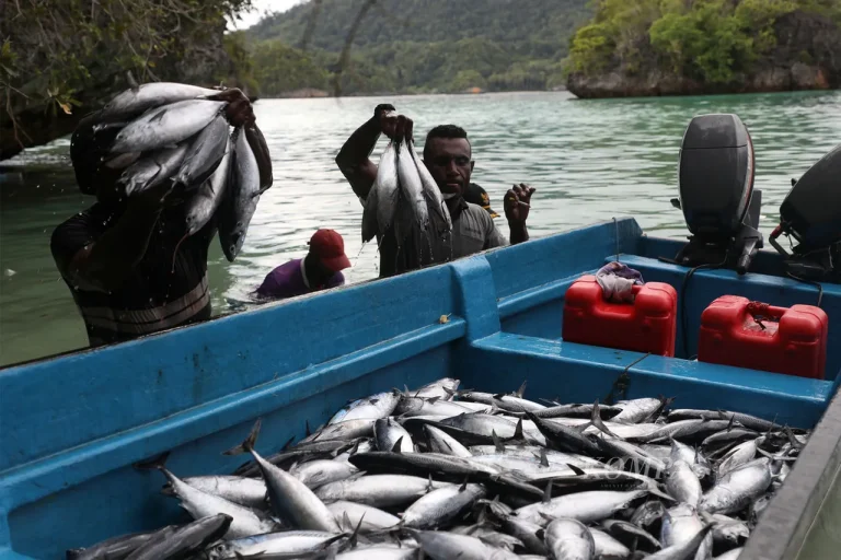 Fishermen unloading fresh fish from a boat.