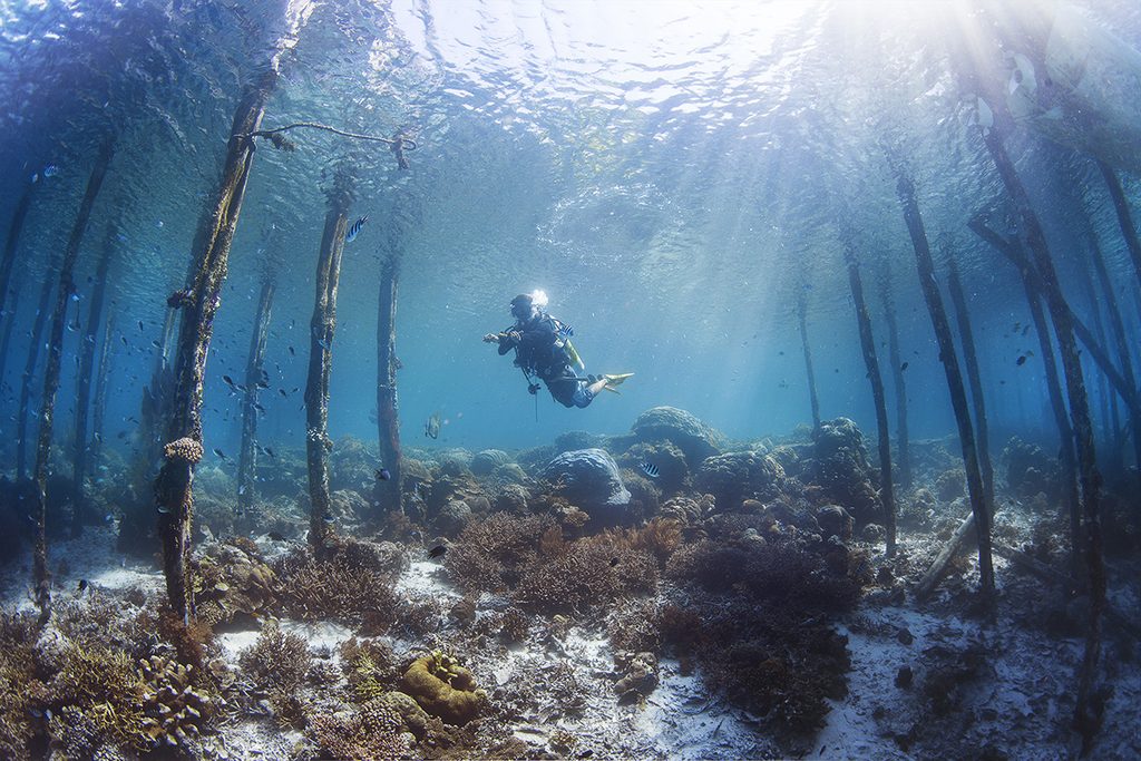 Diver swimming among wooden pillars over a coral reef.