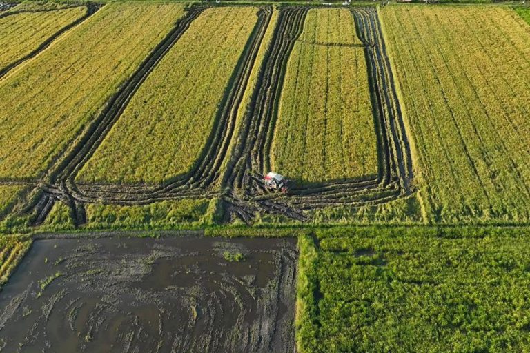 Aerial view of green and golden rice fields.