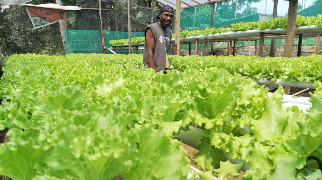 Farmer tending rows of hydroponic lettuce.