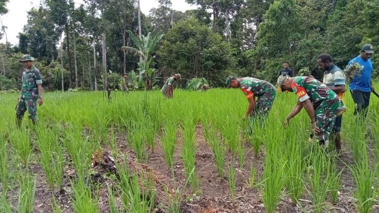 Soldiers and farmers planting rice seedlings in a paddy.