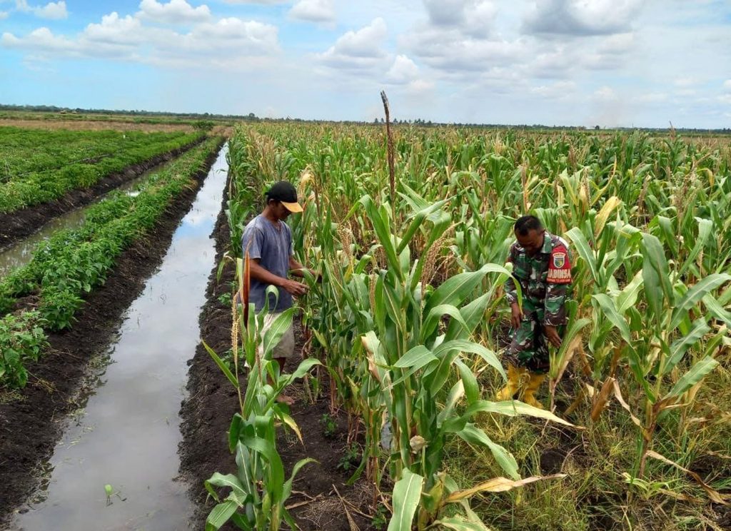 A soldier and a farmer inspecting maize beside an irrigation channel