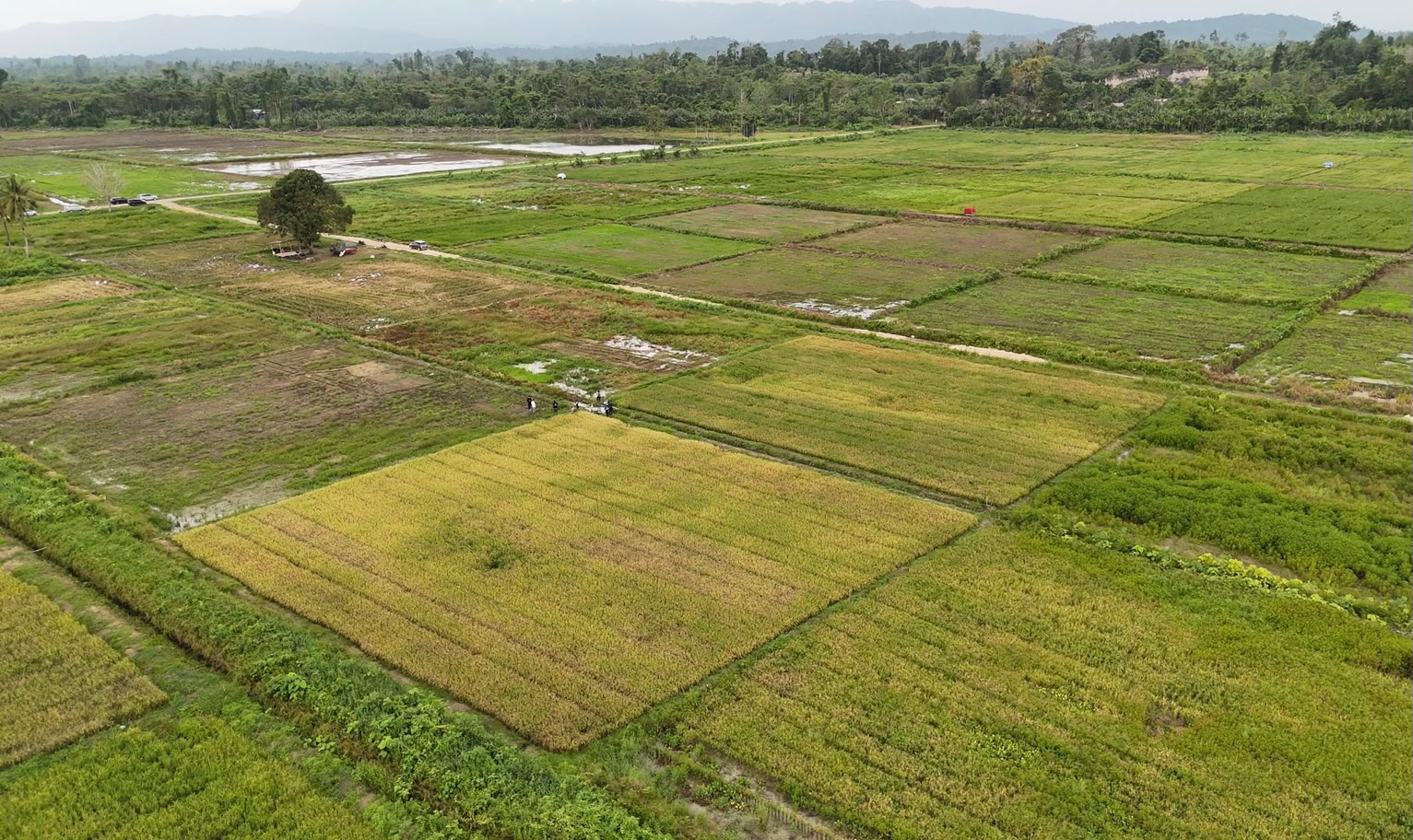 Wide view of green and yellow rice fields.