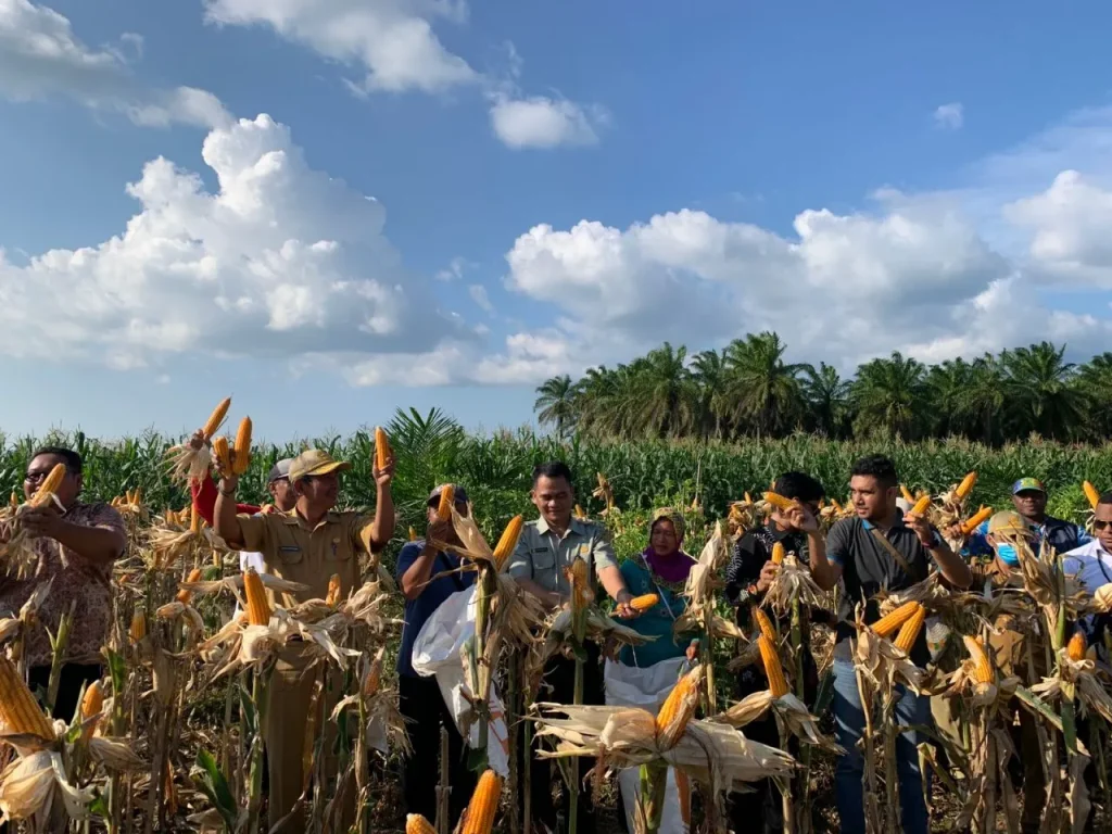 People holding up harvested maize cobs in a cornfield