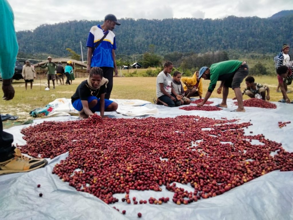 Farmers spreading red coffee cherries to dry on tarpaulins in the highlands.