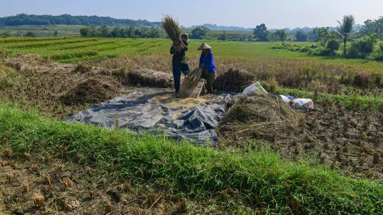 Two farmers threshing harvested rice on a tarpaulin beside paddy fields.