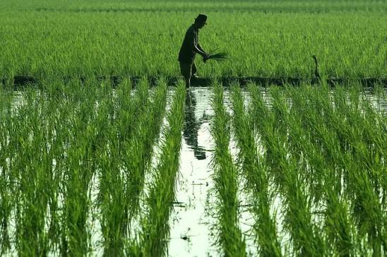 Farmer tending a flooded paddy of young rice plants.