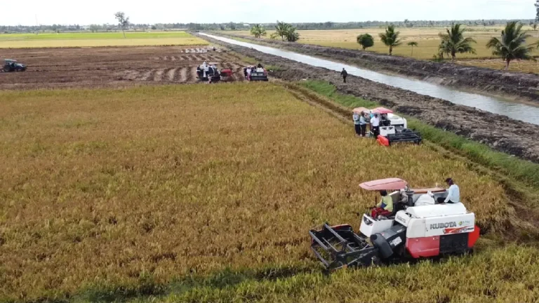 Combine harvesters harvesting a ripe rice field.
