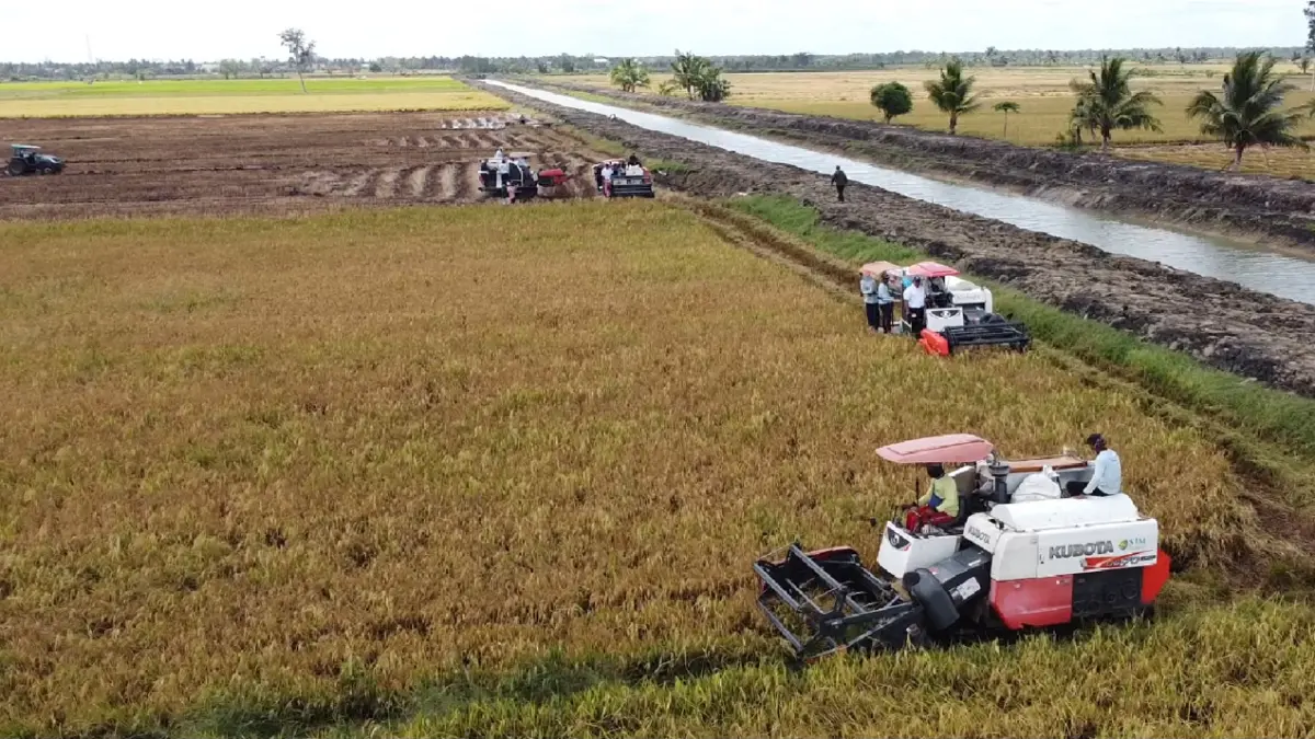 Combine harvesters harvesting a ripe rice field.