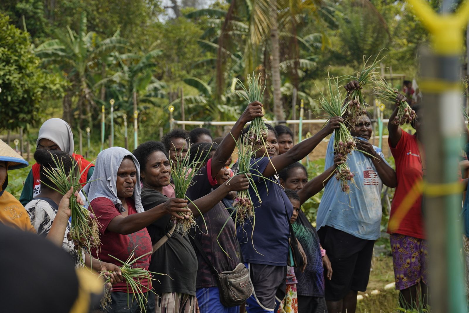 Group of Papuan villagers holding up young seedlings in a garden.