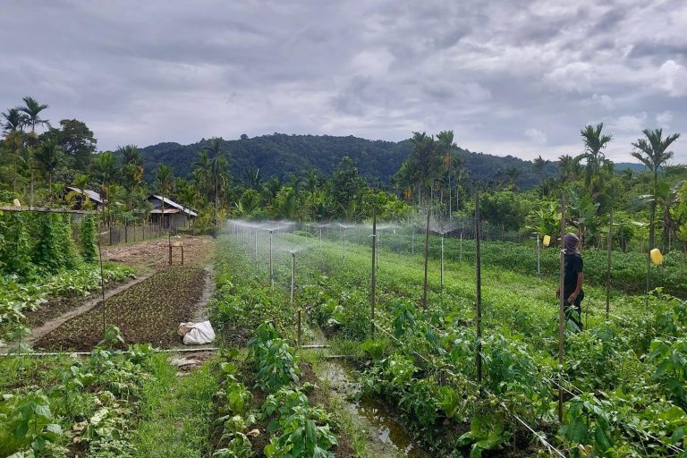 Sprinklers watering vegetable plots on a farm surrounded by palm trees.