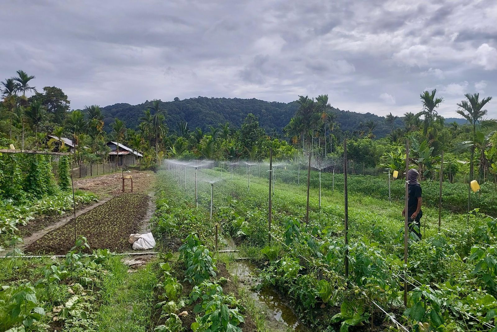 Sprinklers watering vegetable plots on a farm surrounded by palm trees.