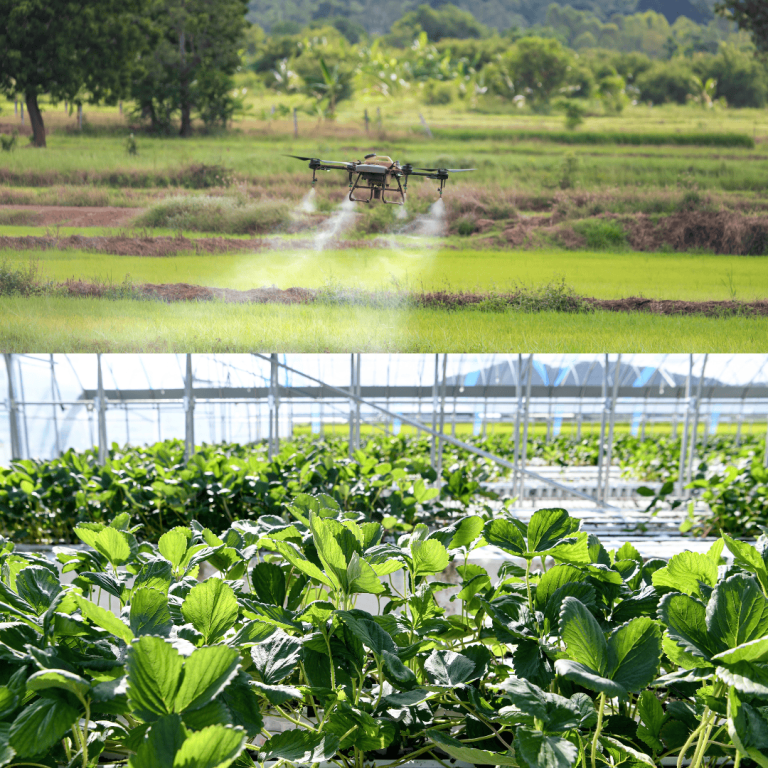 Drone spraying a rice field, and leafy vegetables growing in a greenhouse.