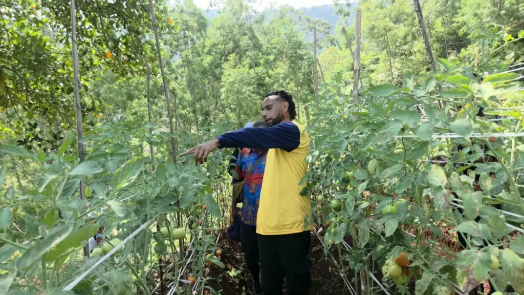 Young Papuan man in a yellow vest pointing at crops in a field.