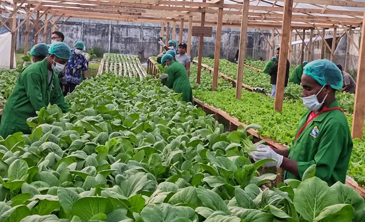 Workers in green uniforms and hairnets tending leafy vegetables in a shaded greenhouse